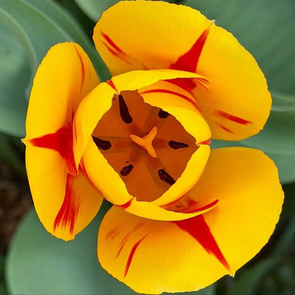 ajademagnolia